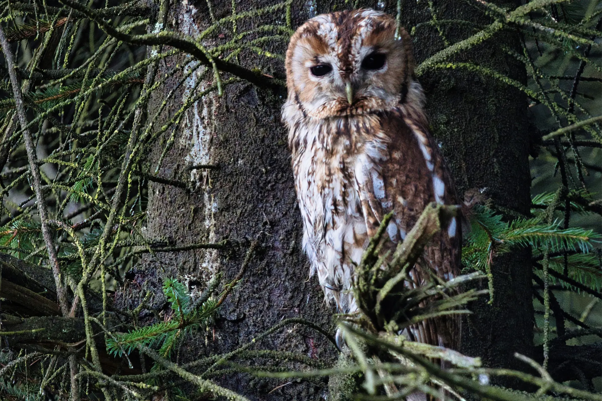 A Tawny Owl sitting in a tree at night-time